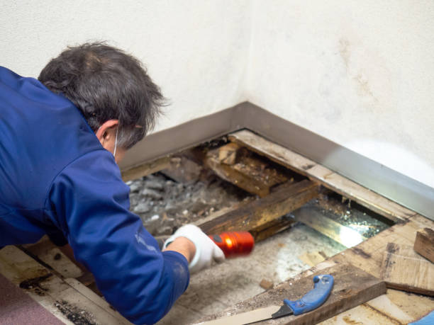 Best Attic Mold Remediation in Whitney, NV