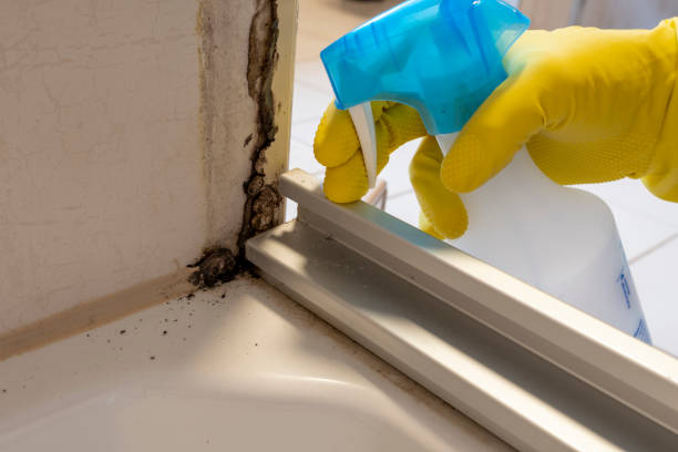 Best DIY Mold Remediation Support Services in Whitney, NV
