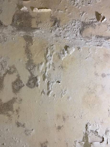 Best Post-Flood Mold Remediation in Whitney, NV