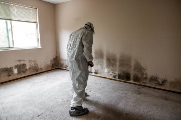 Best Attic Mold Remediation in Whitney, NV
